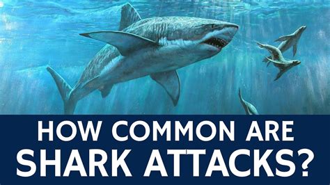 odds and sharks|Odds Shark .